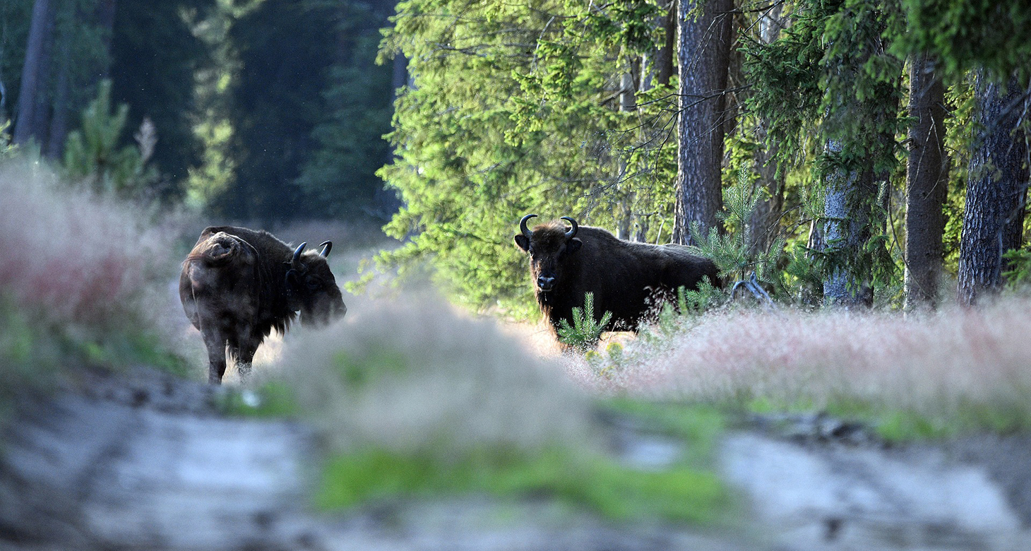 Parki narodowe w Polsce – które warto zobaczyć?